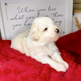 Zion - Fawn and white male Sheepadoodle puppy in Roseburg, Oregon from Sharon’s Sheepadoodle’s