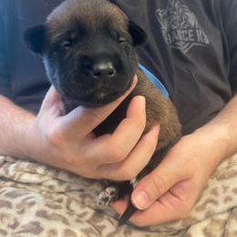 Hakoda - Mahogany male xDutch Shepherd puppy in Chelsea, Alabama from Alliance K9