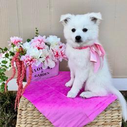Brie - White female American Eskimo Dog puppy in Clermont, Florida from Shadow Kennels