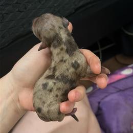 Valor - Dapple male Dachshund puppy in Mesquite, Texas from 208 Dox Dynasty