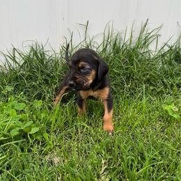 Girl 1 - Black and tan female Bloodhound puppy in Tahlequah, Oklahoma from HNH Hounds