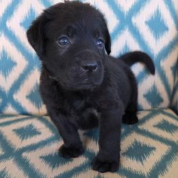 Teal collar male - Black male Labrador Retriever puppy in Holyoke, Massachusetts from Urban Oak Labradors LLC