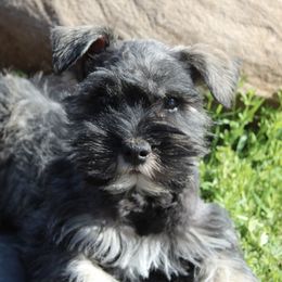 Miniature Schnauzers from Bearded Ladies