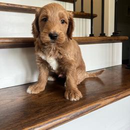 Austin - Red  male Goldendoodle puppy in New Waverly, Texas from C.P. Puppy Buddies