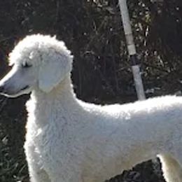 Poodles from Amberly Standard Poodles