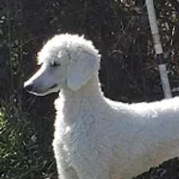 Poodles from Amberly Standard Poodles