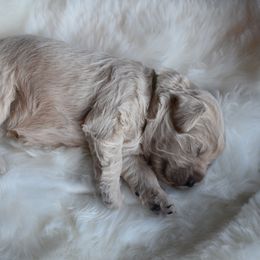 Goldendoodle Puppies from Wild Blum Doodles