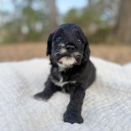 Frodo - Black and white male Cockapoo puppy in Tallahassee, Florida from Panhandle Pups