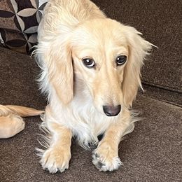 Daisie - Dachshund