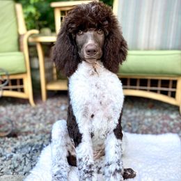 Faith - Parti female Poodle puppy in Wilkes Barre, Pennsylvania from Apricity Poodles