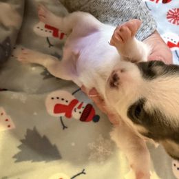 Danny - Black and white male Chihuahua puppy in Amity, Pennsylvania from Rhoda and Verna