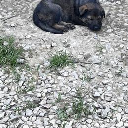 Dachshund and German Shepherd Puppies from Illyria Dox & GSD