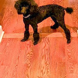 Velvet - Poodle