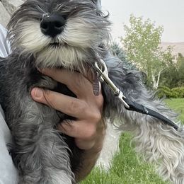 Miniature Schnauzer Puppies from Del Sol Miniature Schnauzers