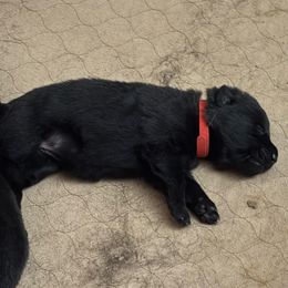 Red - Black female German Shepherd puppy in Centralia, Illinois from Janices AKC German Sheperds LLC