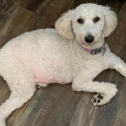 Penny - Goldendoodle