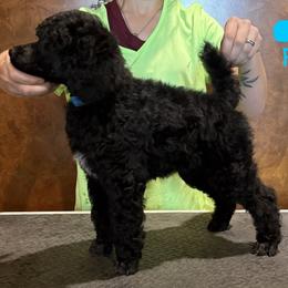 Girl 1 - Black female Poodle puppy in Huntsville, Texas from Antigua Standard Poodles
