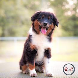 Maleficent - Black tri female Miniature Australian Shepherd puppy in Buna, Texas from R & C Kennels