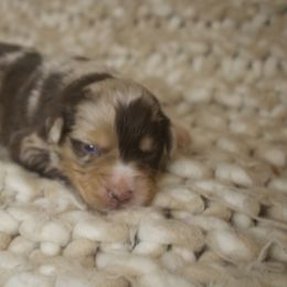 Ruby Jo - Miniature Australian Shepherd puppy in Berryville, Arkansas from 2Lazy2P Mini Aussies