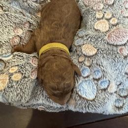 Yellow collar boy - Red  male Poodle puppy in Riverside, California from Riverside red poodles