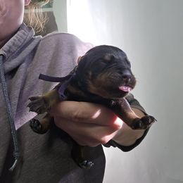 Purple - Black and mahogany female Rottweiler puppy in Tangent, Oregon from Raya's Royals