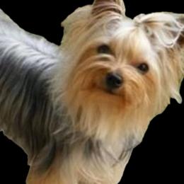 Biewer Terrier, Morkie, and Yorkshire Terrier All Grown Up from Blue Ridge Mountain PuppiesTM️