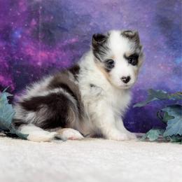 Ddakji - Blue merle white and tan male Shetland Sheepdog puppy in Elk, Washington from Asgard Shetland Sheepdogs
