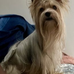 French Bulldog, Poodle, and Yorkshire Terrier All Grown Up from Taste Of Flavor LLC