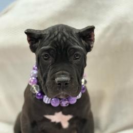 Tawny - Black female Cane Corso puppy in Russellville, Missouri from Soaring Royalty Canines LLC