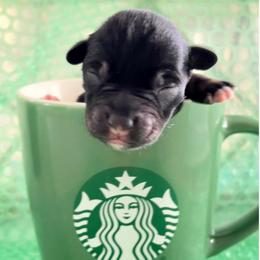 Mocha - Black and silver female Miniature Schnauzer puppy in Deltona, Florida from LIZ FANCY SCHNAUZERS