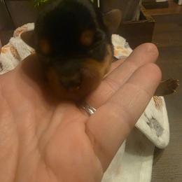 Levi (Yellow) - Black and tan male Yorkshire Terrier puppy in Fayetteville, Tennessee from Mina's Yorkies