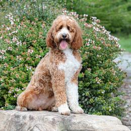 Assorted Doodle Crosses, Bernedoodles, Dachshunds, Goldendoodles, and Havanese from Kim's Cove Dog Co.