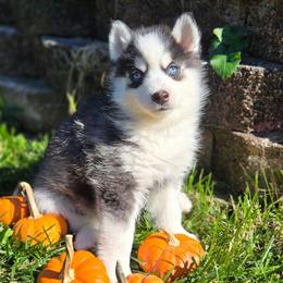 Haylo - Black and white male Pomsky puppy in Coatesville, Pennsylvania from Peaceful Pomskys