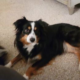 Annie - Miniature Australian Shepherd