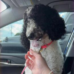 Izzy - Parti female Poodle puppy in Bremen, Georgia from Kelley’s Poodle Patch