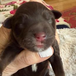 Shiraz - Liver male Miniature Schnauzer puppy in Temple, Texas from Schnauzers Of Taylor