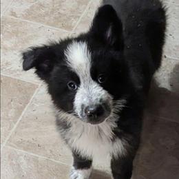Cheshire - Panda female German Shepherd puppy in Olean, New York from F&B Kennels