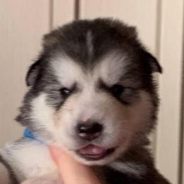 Manny - Gray and white male Alaskan Malamute puppy in Palmyra, Michigan from Illusion Kennel