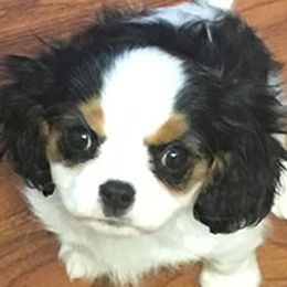 Cavalier King Charles Spaniels and Companion Crosses from Toy Cavaliers