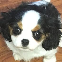 Cavalier King Charles Spaniels and Companion Crosses from Toy Cavaliers