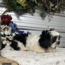 AKC Holmes - Black and white male Shih Tzu puppy in Elgin, South Carolina from Silver Bells Paw Prints
