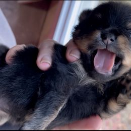 Pomeranian Puppies from Silver’s Reigning Heir Poms
