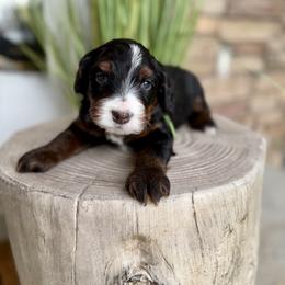 Drift - Tri-color male Bernedoodle puppy in Syracuse, Utah from Redrockbernedoodles