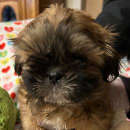 Charlotte - Brindle and white female Shih Tzu puppy in Victorville, California from Precioustzus