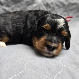 Flannel - Sweater Weather - Tri-color male Bernedoodle puppy in Charleston, South Carolina from Palm Belle Doodles