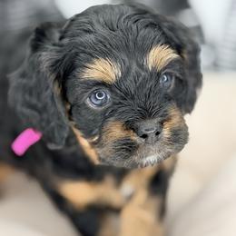 Jordan Pink collar - Black and tan female Cavapoo puppy in Georgetown, Texas from Mc Doodles of Texas LLC