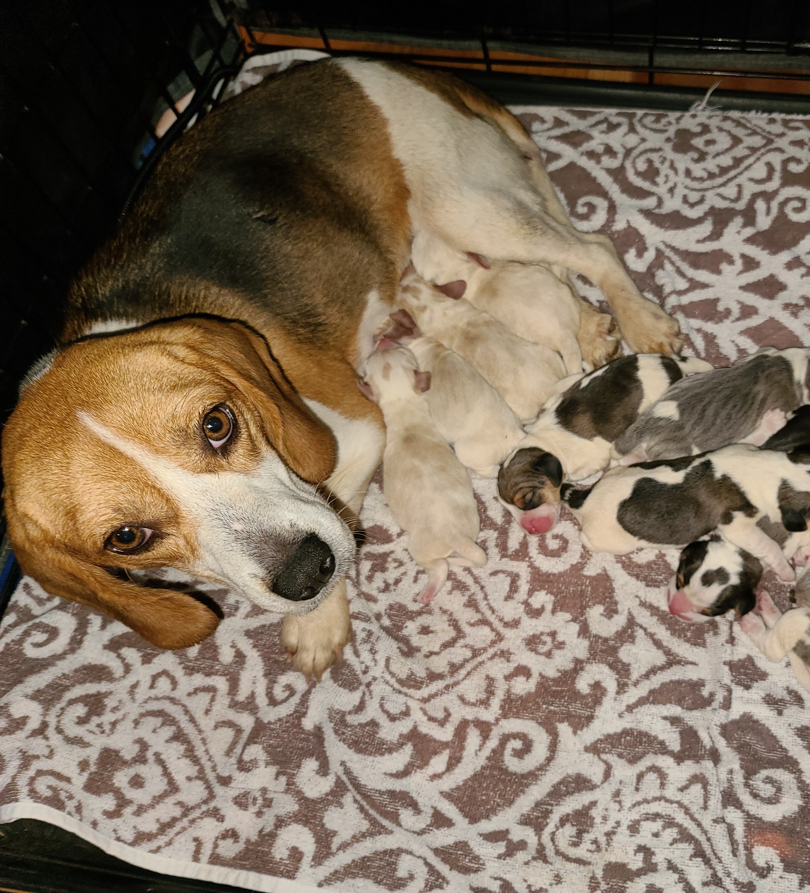 Lily - Beagle