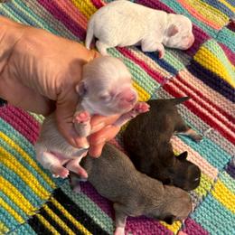 Long coat boy Price: 5,100 - Gold male Chihuahua puppy in Summerfield, Florida from Uey’s Chihuahuas