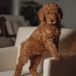 Goldendoodles and Poodles from Abner Creek Poodles & Doodles