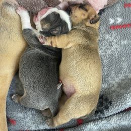 Bulldog and French Bulldog Puppies from Blues City Bulldogs